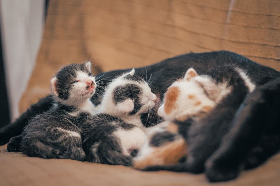 Как приучить котёнка к лотку