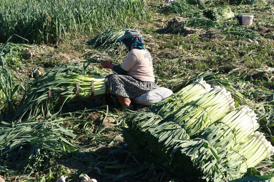 Применяйте естественные репелленты