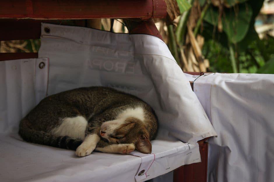 Дайте кошке отдыхать