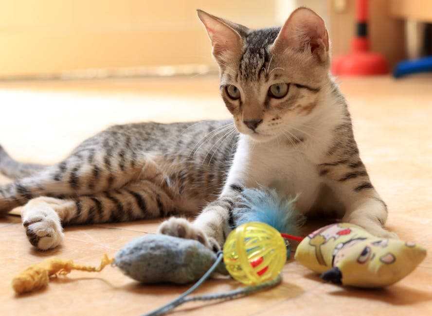 Выбор игрушек для кошки