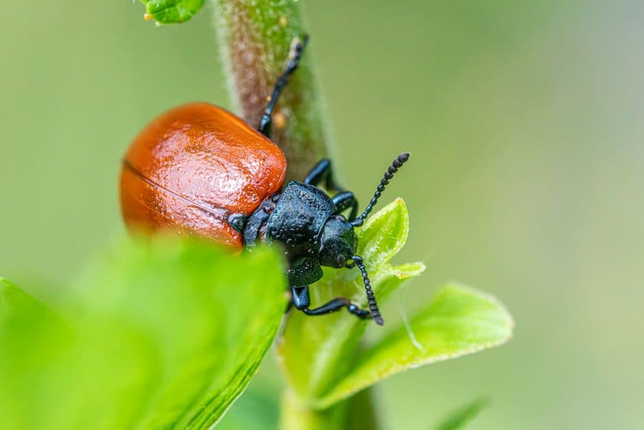 Регулярный осмотр растений
