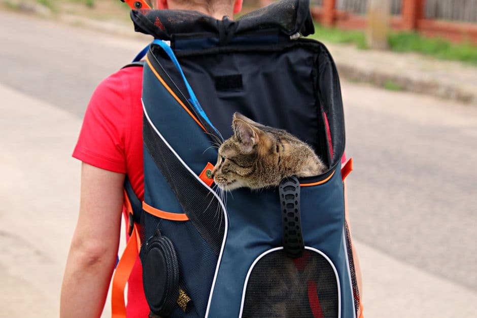 Стимулируйте кошку лакомствами