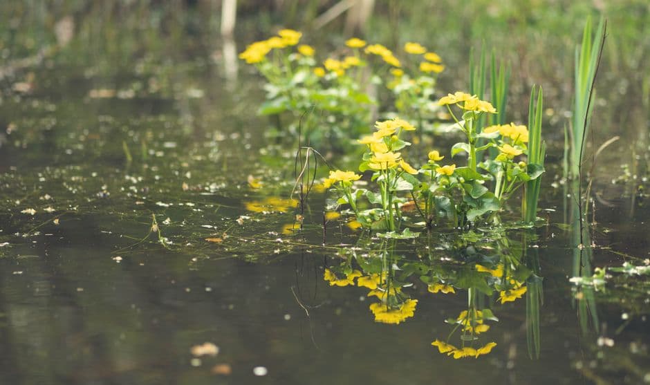Водные растения