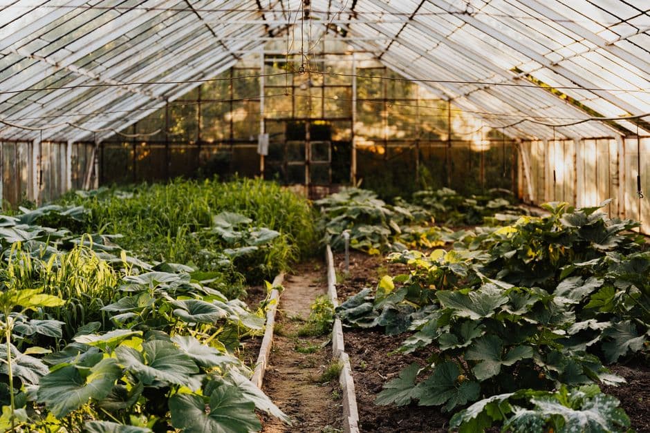 Как ухаживать за овощными культурами в теплице