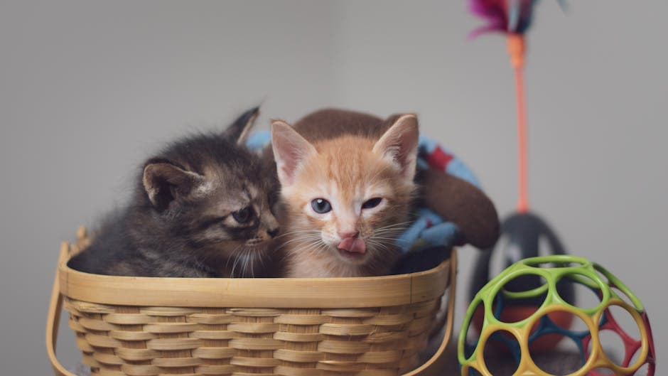 Определите возраст вашей кошки