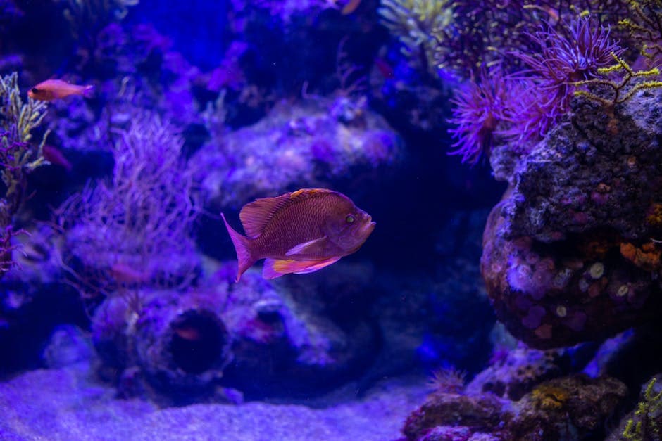 Освещение аквариума