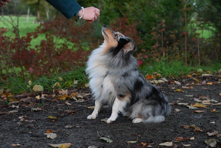 Get Your Dog's Attention