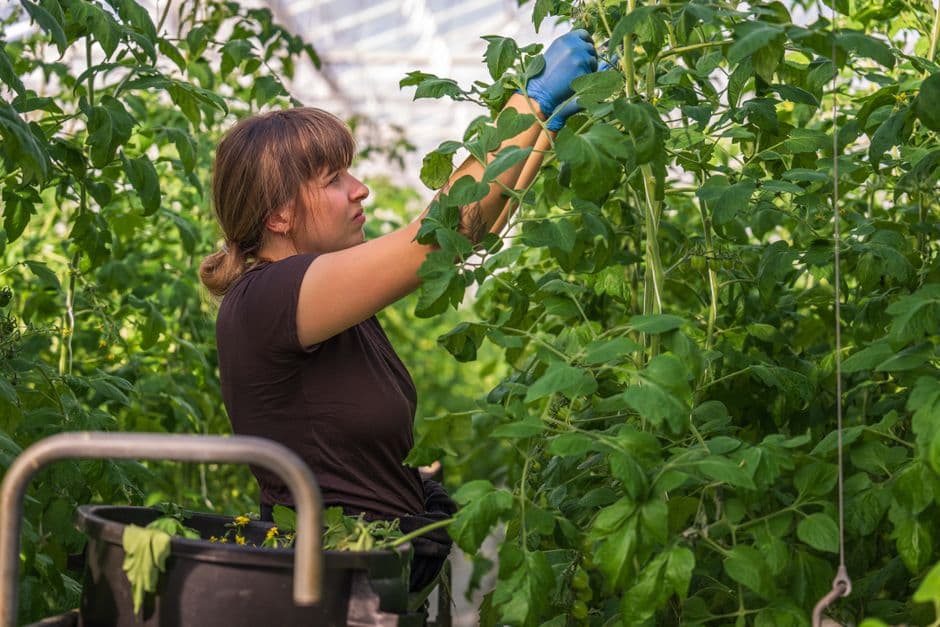 Prepare the Potting Mix