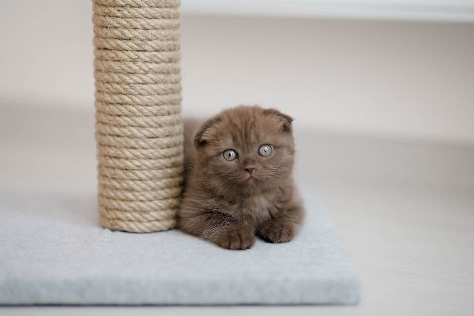 Choose a Suitable Scratching Post