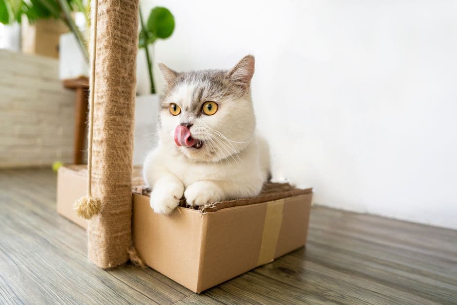 Use Clicker Training