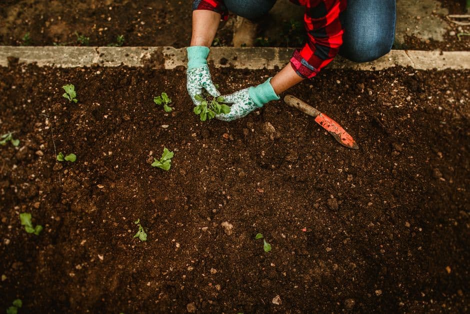 Test Soil pH