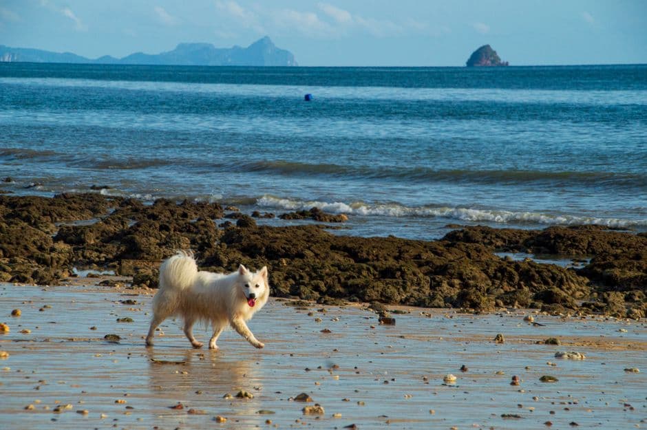 Choose Pet-Friendly Destinations
