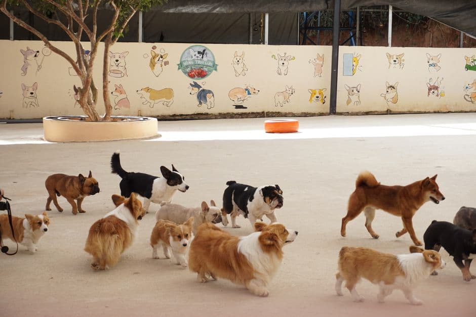Consider Pet Daycare Options