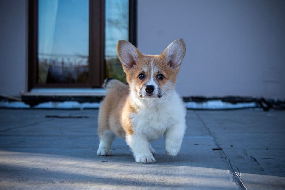 How to House-Train a Puppy Step by Step