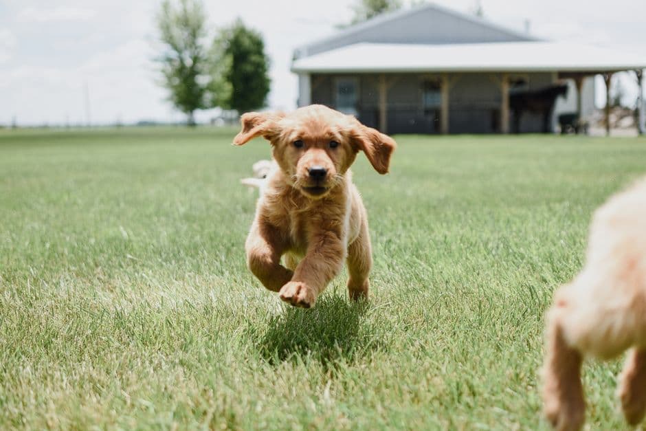 Take Your Puppy Out Regularly