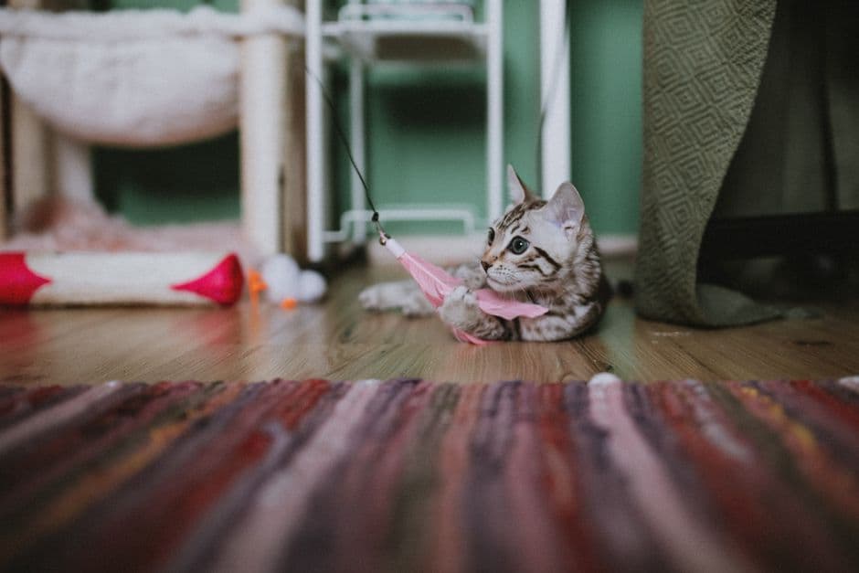 Как приучить котенка к месту для игр