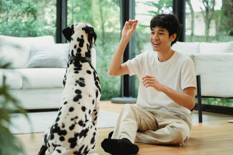 How to Teach Your Dog Basic Commands